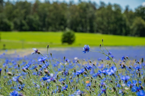 Korenbloemen aan de rand van het bos