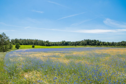 Korenveld met blauwe bloemen