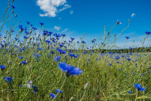 Korenbloemen onder een blauwe lucht