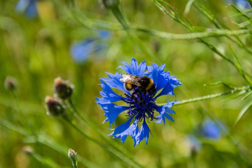 Korenbloem met bij