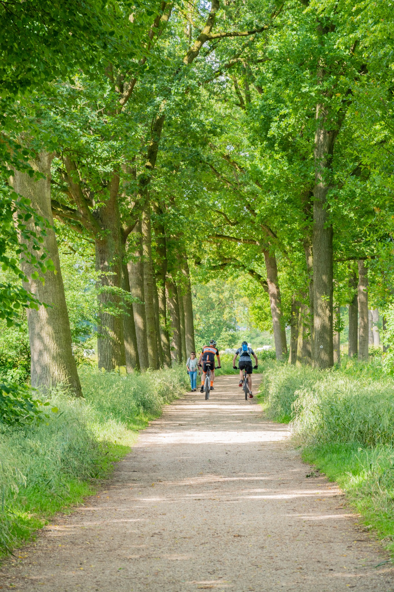 Frisgroen bos