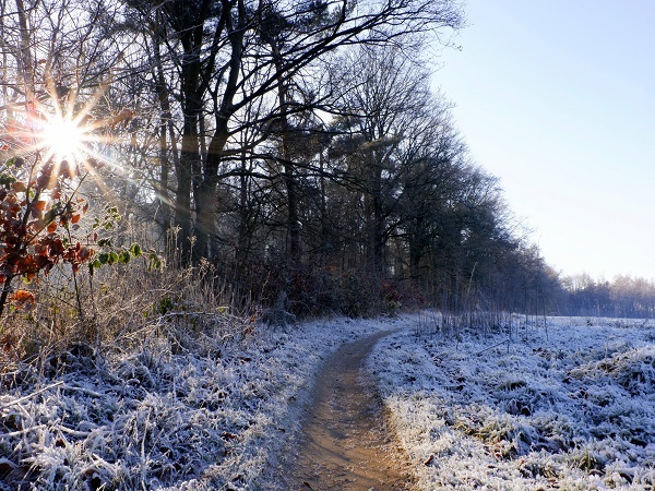 Winterzon in het Bergherbos